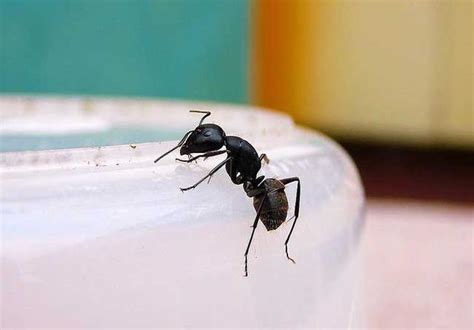 家裡有螞蟻代表什麼 陽台外觀